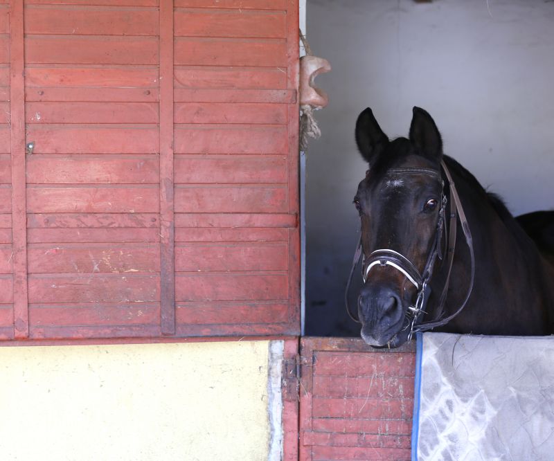 Horse Stall Repair in Kansas City, KS