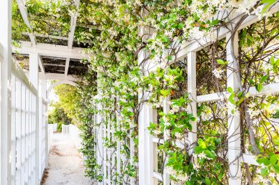 Vineyard Trellis Installation in Wilmington, NC