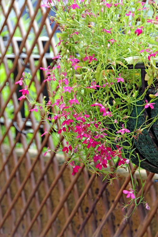 Garden Trellis Installation in Kansas City, KS