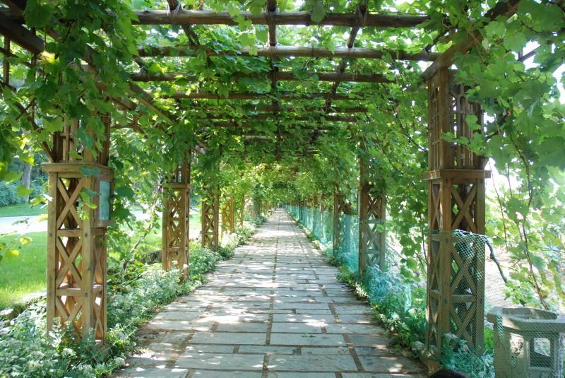 Grape Trellis Installation in Conroe, TX