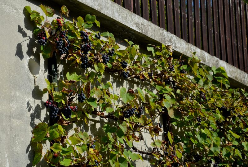 Grape Trellis Installation in Kansas City, KS